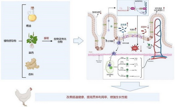 植物提取物-所网.jpg